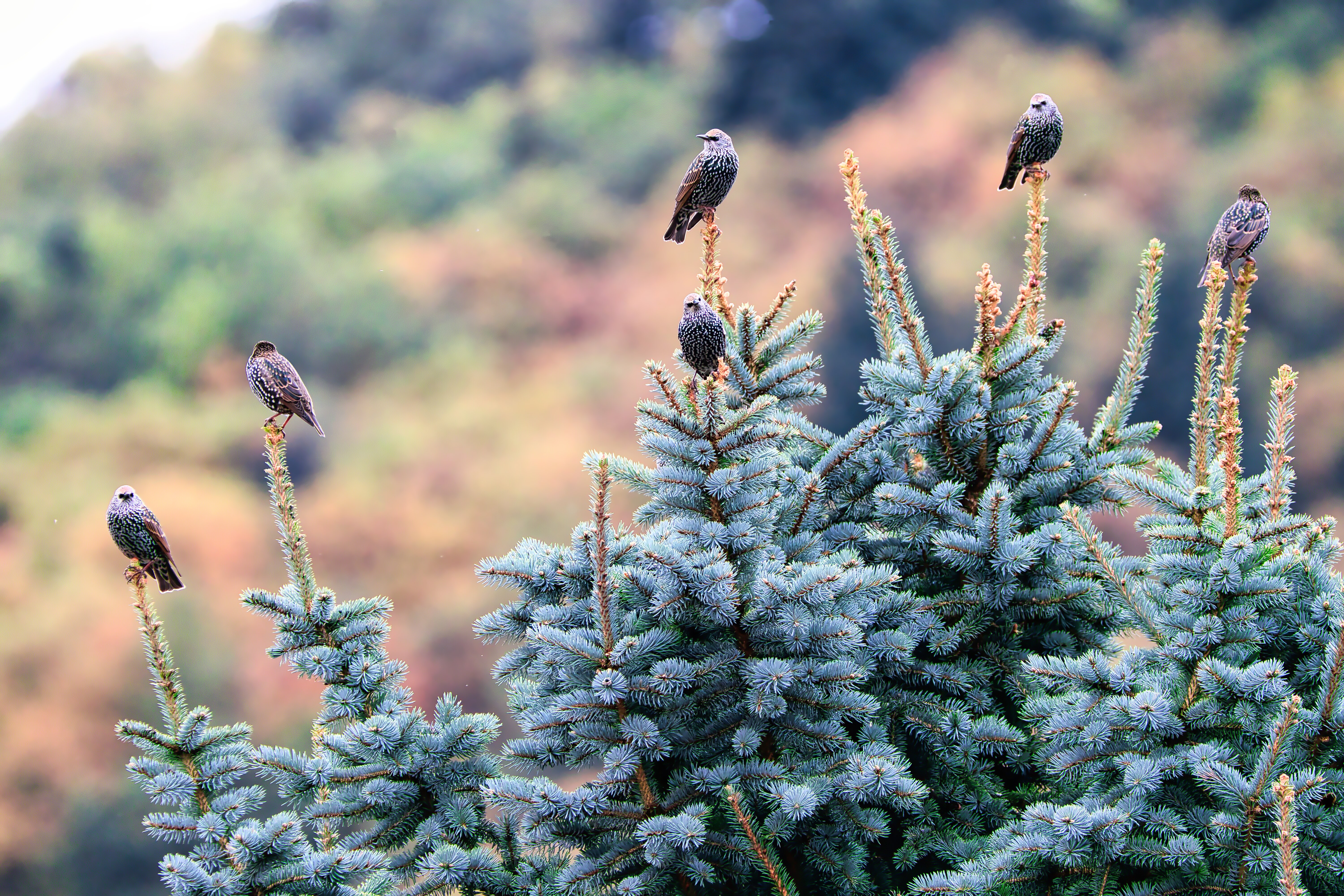 A group of birds perched on top of a pine tree.