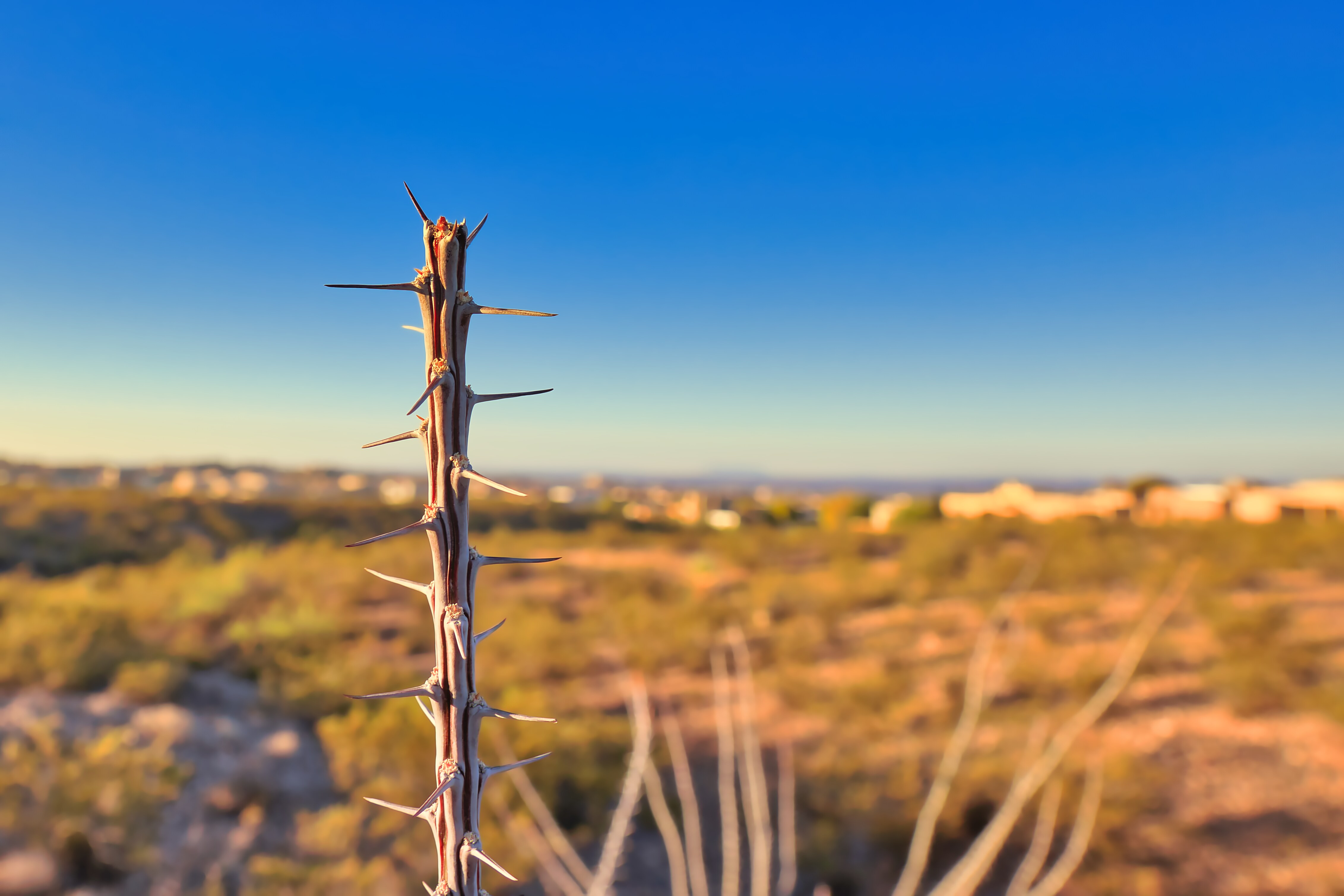 A thorny cactus in the desert.