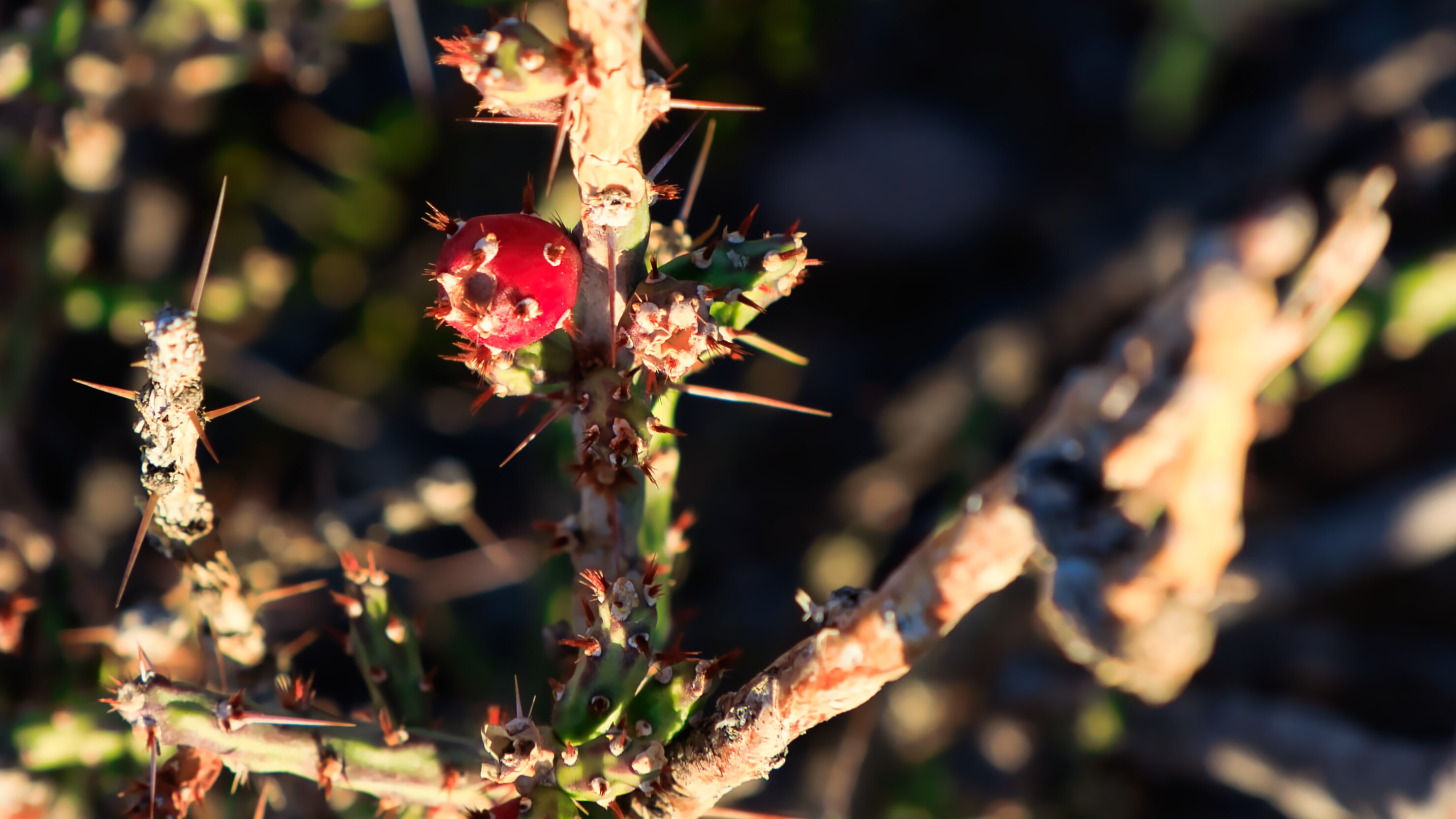 A red berry on a thorny plant.