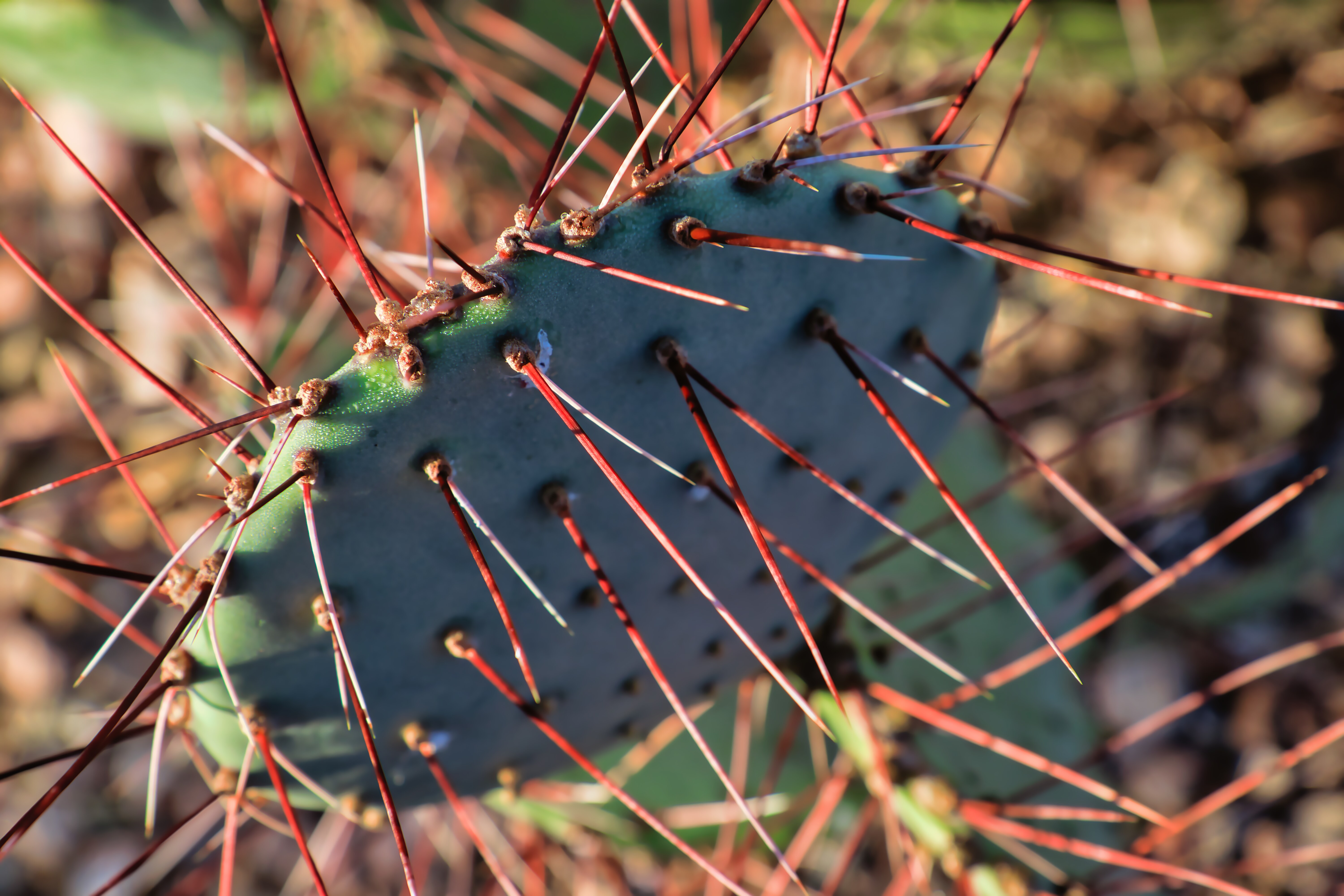 A close up of a cactus with spikes.