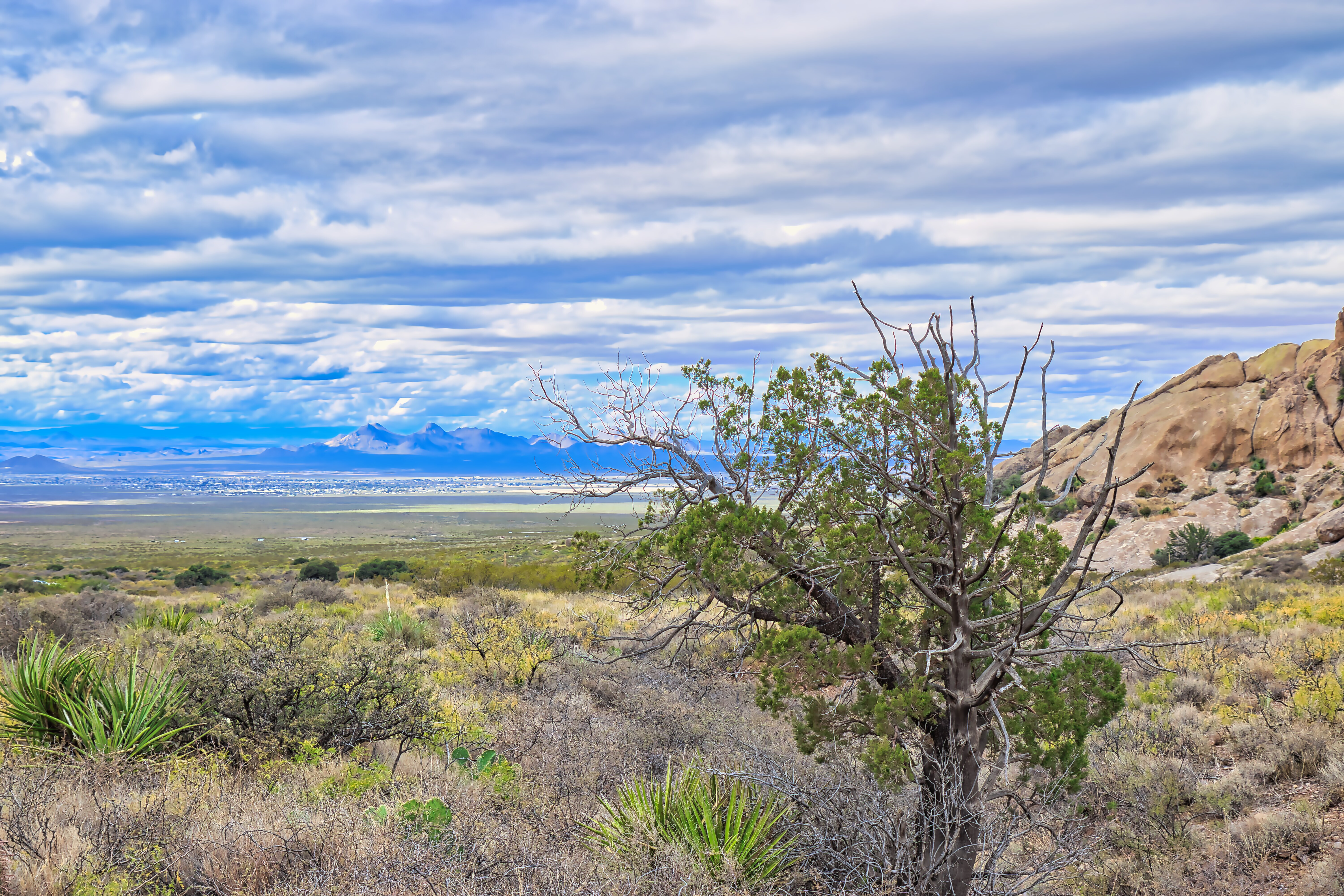 A desert landscape with a lone tree in the foreground.