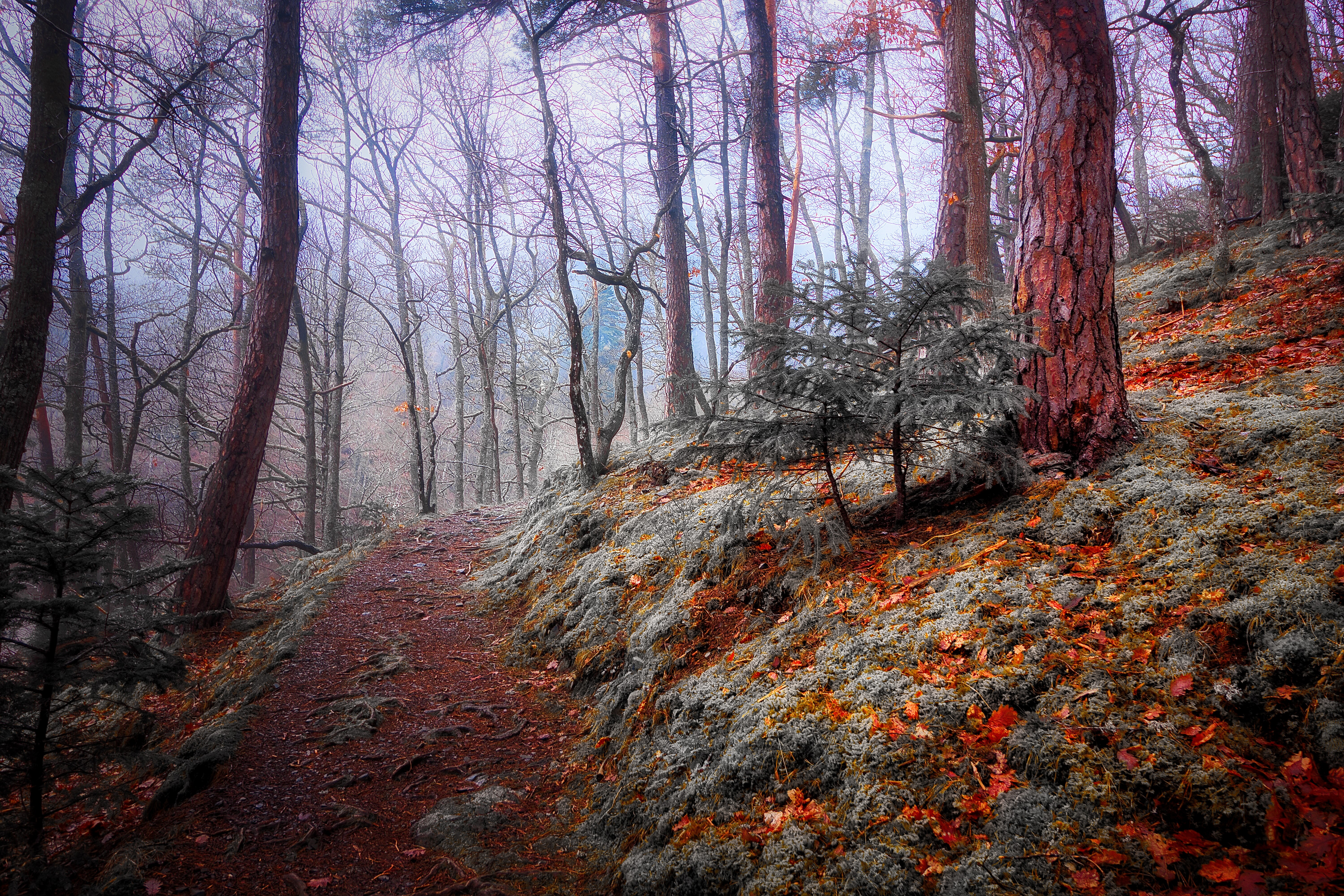 A trail in the woods with trees in the background.