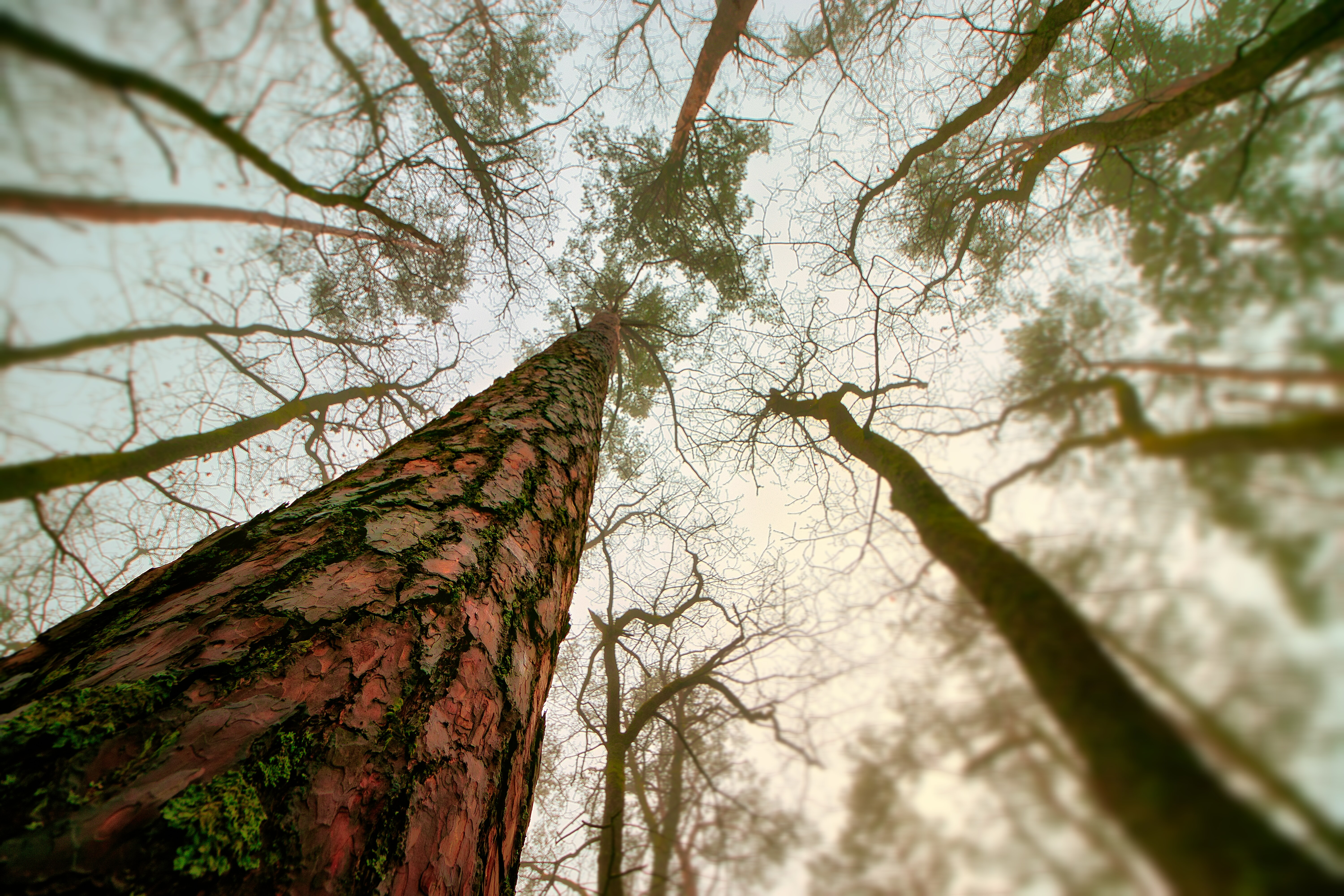 Tall trees in a forest.