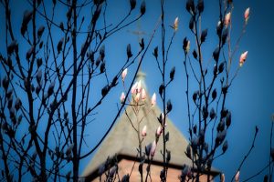 Magnolia buds on bare branches in the foreground, with a pointed church steeple and clear blue sky in the background.