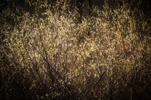 Dense cluster of bare, thin branches with small, light-colored leaves or seed pods catching sunlight, creating a shimmering effect.