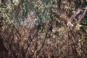 Dense, sunlit branches and twigs out of focus, with sparkling light reflections creating a soft, shimmering effect in a natural outdoor setting.