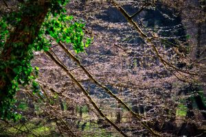 Thin tree branches with early spring buds fill the image, with one branch covered in bright green ivy on the left and a blurred forest background.