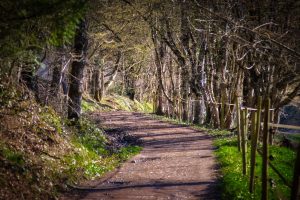 A dirt path curves through a wooded area with trees on both sides and sunlight filtering through the branches.
