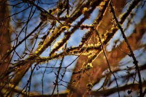 Close-up of tree branches with patches of moss, set against a blurred background of more branches and blue sky. Sunlight highlights some areas on the mossy branches.