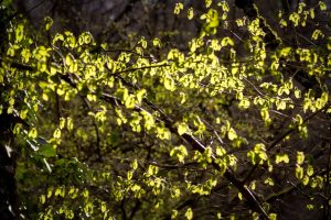 Bright green leaves on thin branches are illuminated by sunlight in a forest, with a dark, out-of-focus background of trees and foliage.