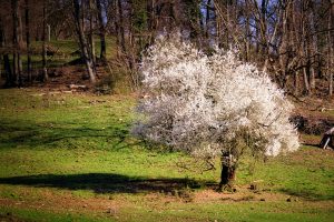 A single tree covered in white blossoms stands on a grassy slope, surrounded by leafless trees in the background under a clear sky.