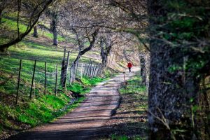 A winding dirt path runs through a sunlit forest, with a person in a red jacket walking in the distance.