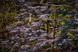 Close-up of a conifer tree branch with purple-tinted needles in a sunlit forest, surrounded by green foliage and brown branches.