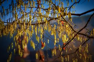 A tree branch covered with long, yellow catkins hangs in the foreground, with blurred background scenery and blue sky.