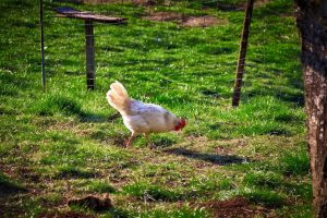 A white chicken pecks at the grass in a sunlit, fenced outdoor area with green grass and scattered patches of dirt.