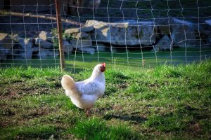 A white chicken stands on green grass in front of a wire fence, with stones and a pond covered in green algae in the background.