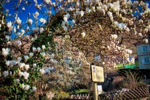 A blooming magnolia tree with white flowers stands beside a street sign reading "Route de la Carrière" in a residential neighborhood with houses in the background.