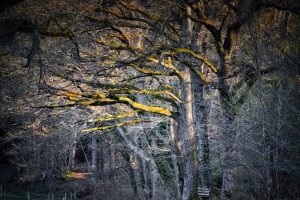 Large leafless trees with thick, intertwining branches covered in yellowish moss, standing in a dimly lit forest setting.