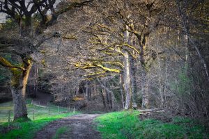 A dirt path curves through a forest with leafless trees and patches of green grass, lit by sunlight filtering through the branches.