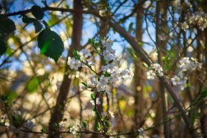 Cluster of small white flowers blooming on thin branches with green leaves, set against a blurred background of branches and blue sky.
