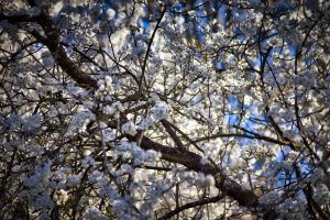 A tree branch covered in clusters of white blossoms, with sunlight filtering through against a blue sky.