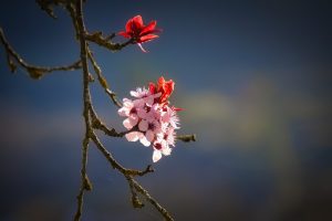 Close-up of a tree branch with pink and red blossoms against a blurred, dark blue and green background.