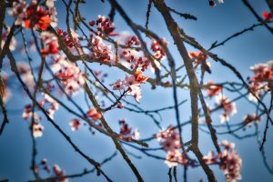 Branches with pink blossoms and buds against a clear blue sky.