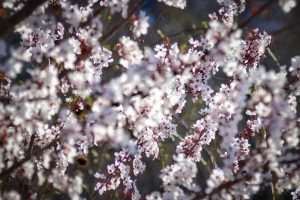 Close-up of tree branches covered in clusters of small, pale pink and white cherry blossoms in full bloom, with a blurred background.